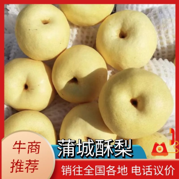 精品-蒲城酥梨-产地直发-量大从优-价格优惠-电话在线