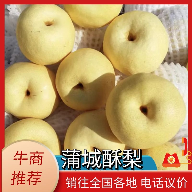 精品-蒲城酥梨-产地直发-量大从优-价格优惠-电话在线