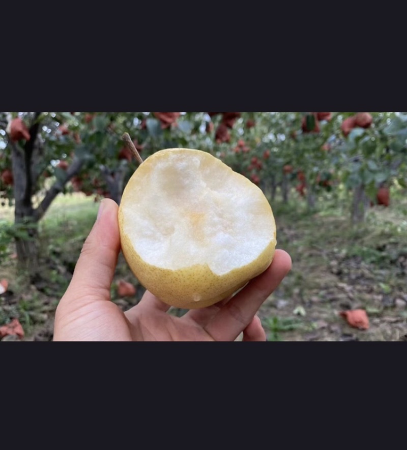 精品-蒲城酥梨-产地直发-量大从优-价格优惠-电话在线