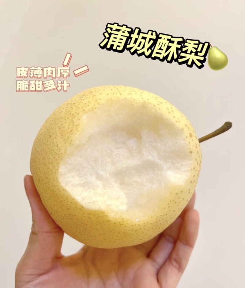 精品-蒲城酥梨-产地直发-量大从优-价格优惠-电话在线