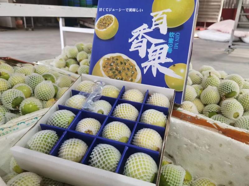 海南钦蜜9号黄金百香果基地对接主播团购招代理