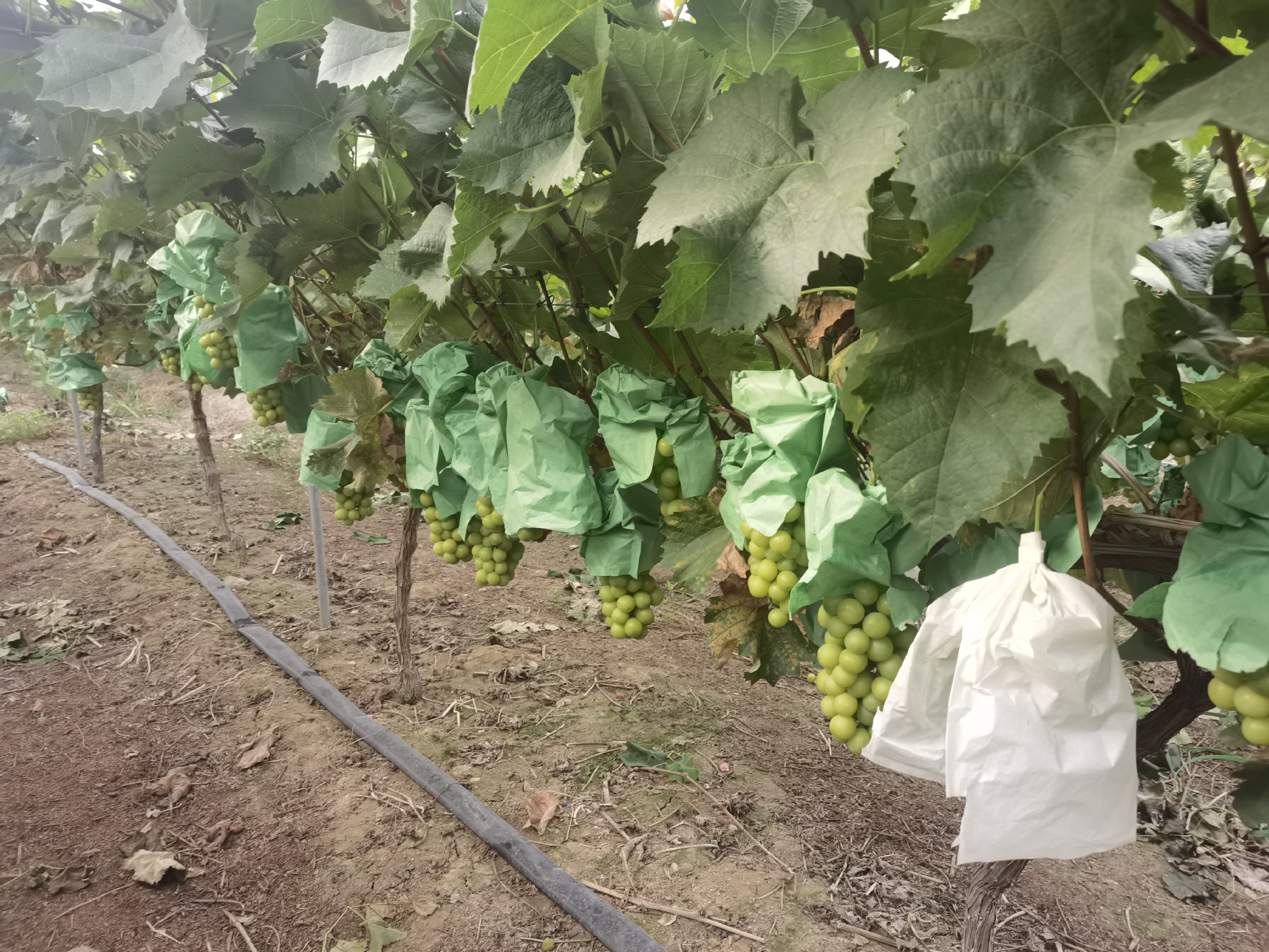 阳光玫瑰葡萄种植园航拍图