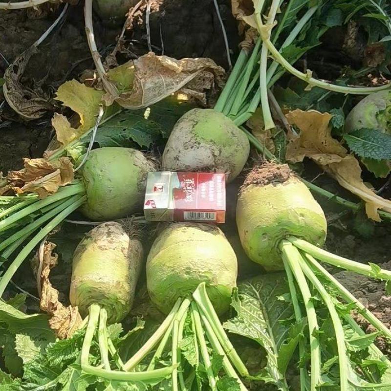 文水大头芥菜大量出货质支持市场，电商腌菜厂欢迎老板