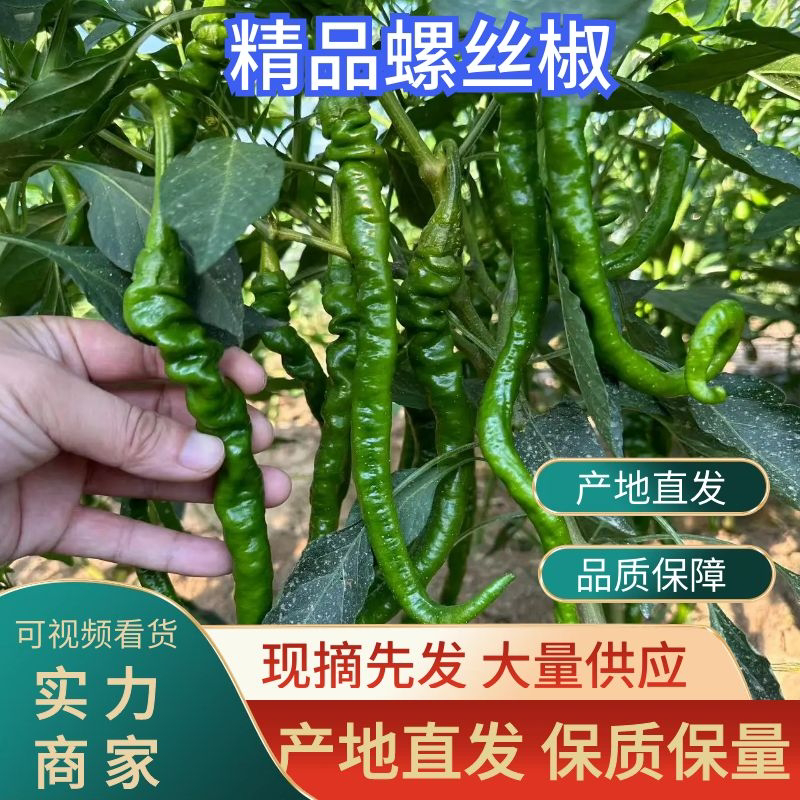 线椒鲜辣椒产地供应精品加工厂深加工大量新鲜辣椒产地供应