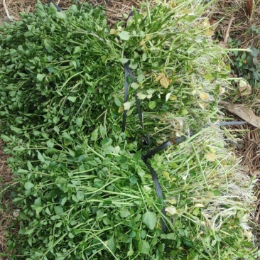西洋菜种苗，市场菜出售等等