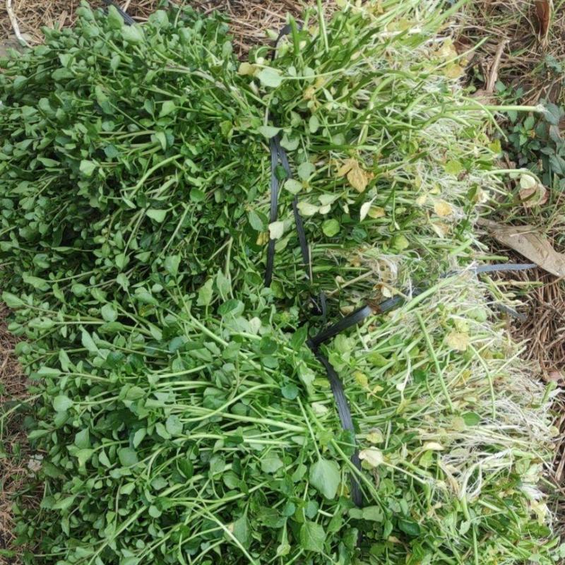 西洋菜种苗，市场菜出售等等