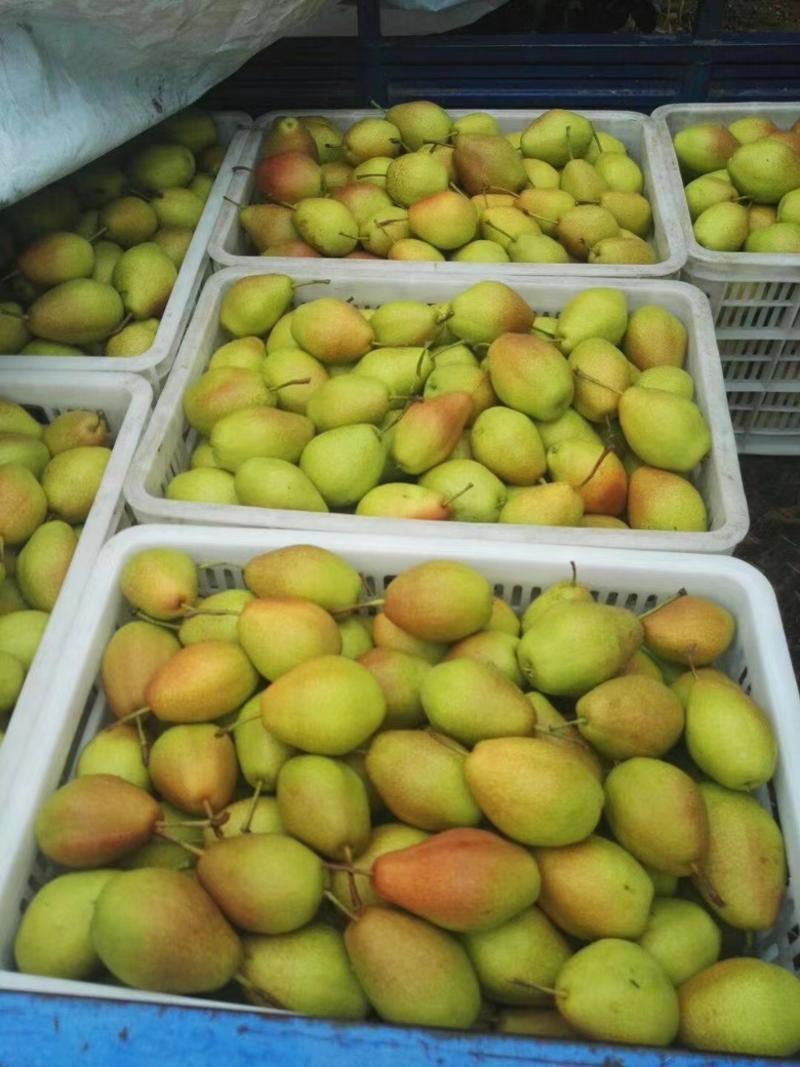红香酥香梨产地直供货源充足全国发货