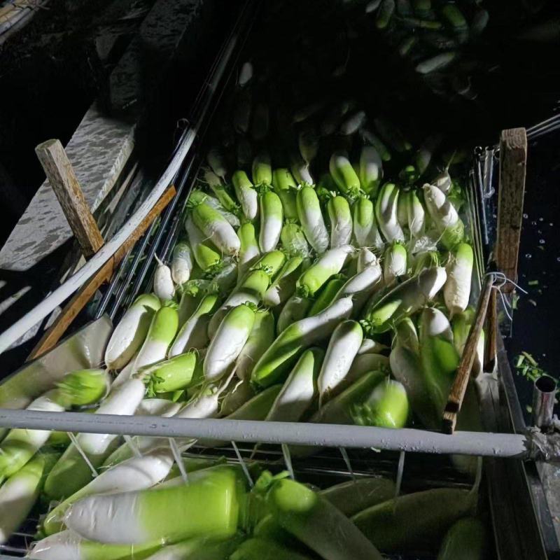 青头萝卜