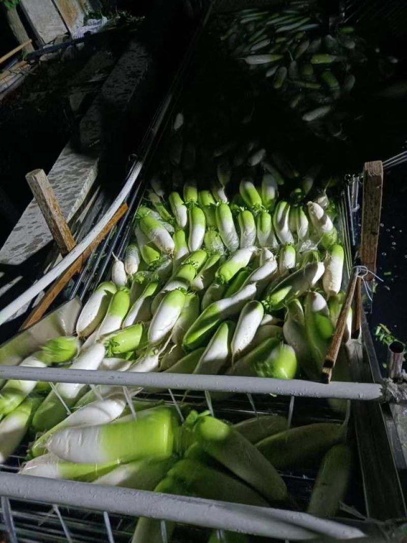 青头萝卜