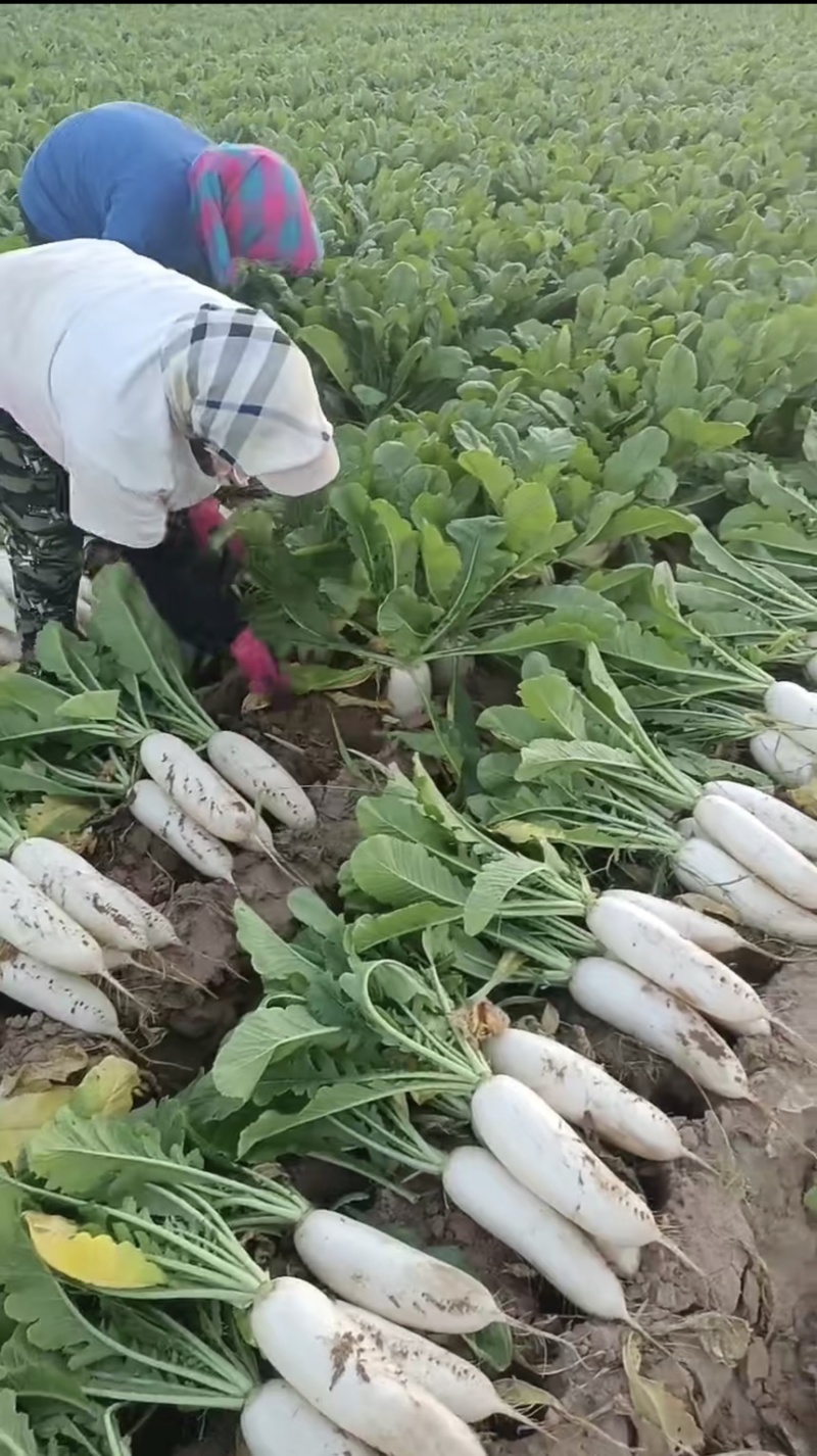 潼南精品长萝卜白萝卜高山萝卜欢迎来电咨询价格随行白玉萝卜