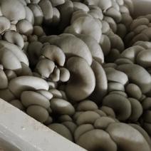 鲜平菇大量供应北京产地直发对接全国客户自己的培育基地