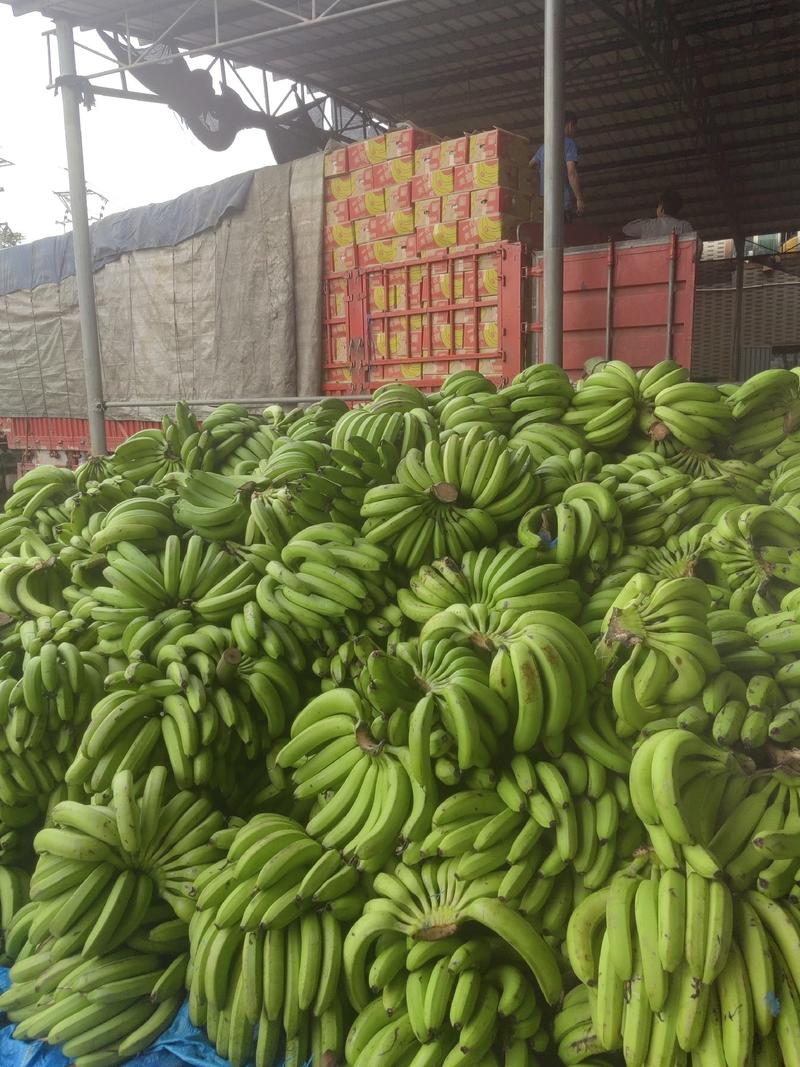 条蕉，香蕉，单个，片蕉工厂加工货