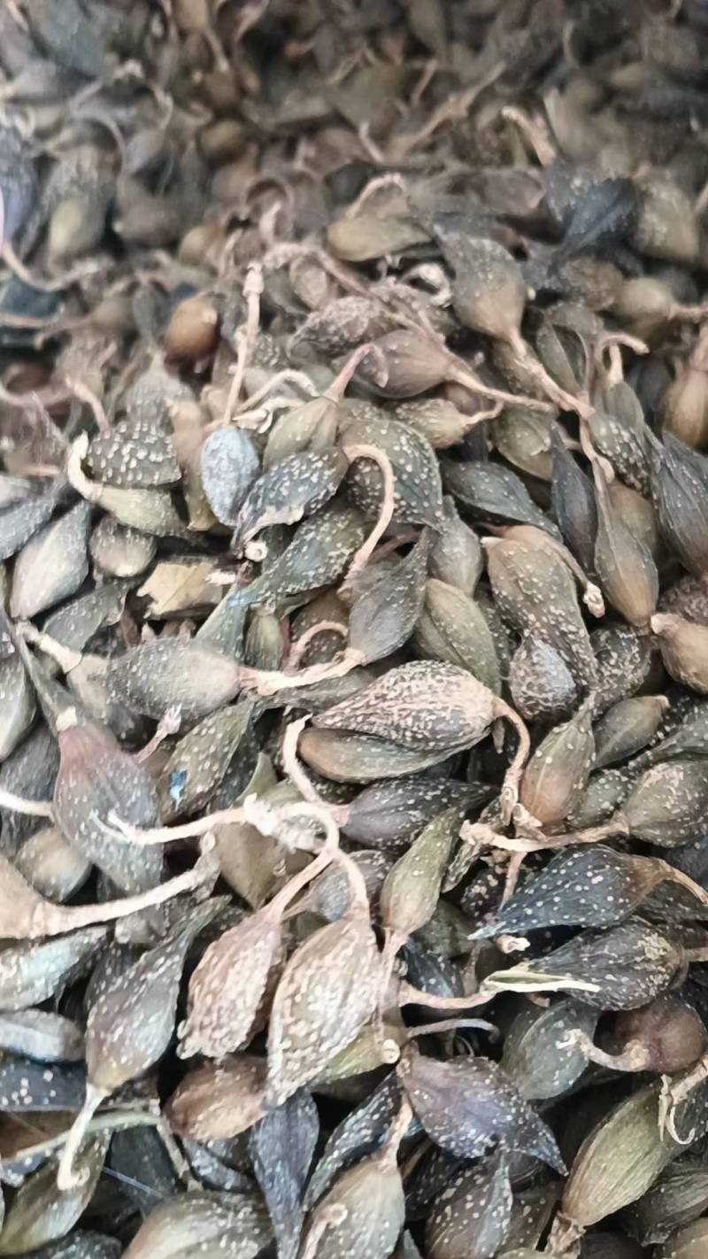 连翘
