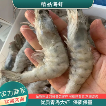 3040海水大虾盐冻虾青岛大虾海洋大虾海捕虾一件代发