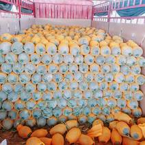新疆吐鲁番西周蜜瓜大量上市糖度高，口感好耐运输，