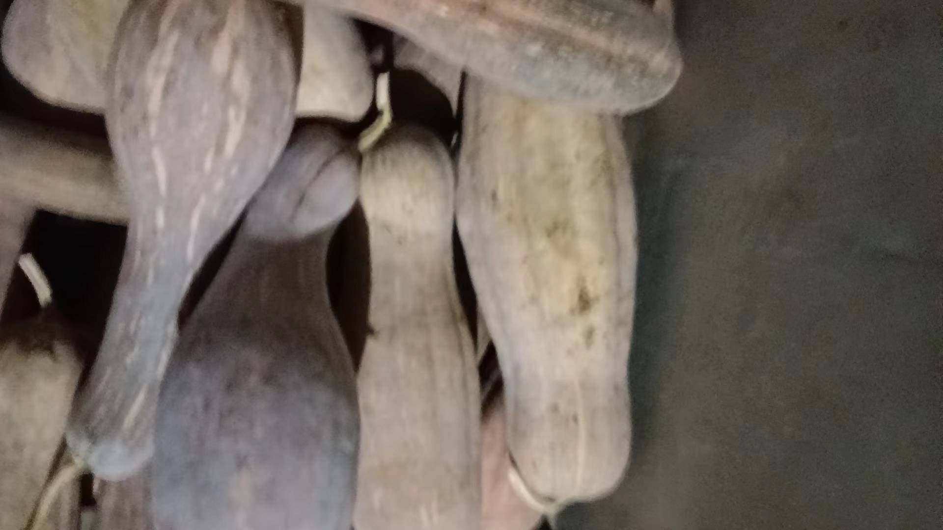 蜜本南瓜特写图片