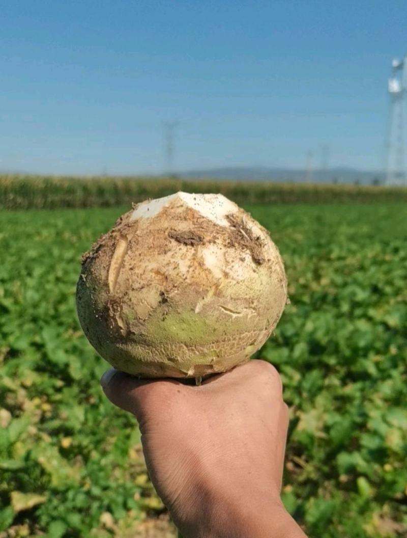 山西文水县芥菜头大量供应保质保量对接个大电商，市场致电咨