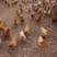 衡阳纯土鸡半年以上散养土鸡可常年供应量大从优