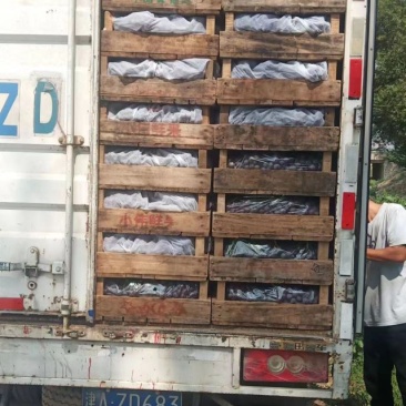 精品好货大量上市了需要的老板行动起来吧
