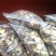 干香菇品质好口感好诚信发货对接大山采摘零售货源