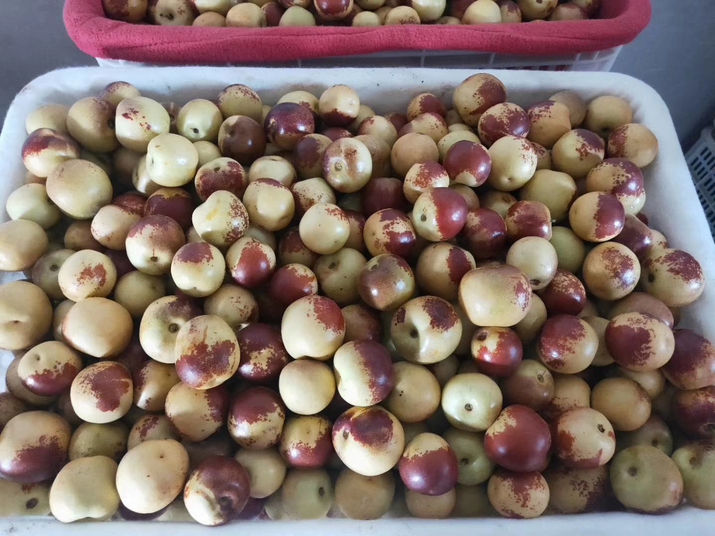 冬枣果实在阳光下