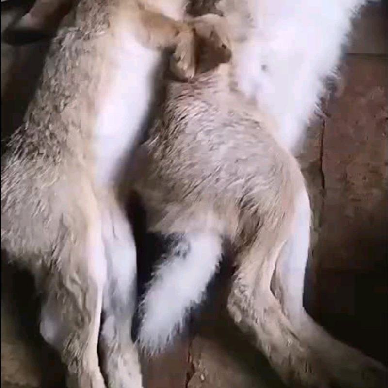兔子，懂行的联系