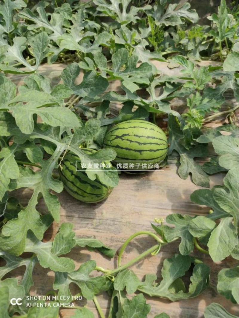 卡其早春红玉西瓜种子坐瓜整齐质细无渣口感好杂交礼品西瓜