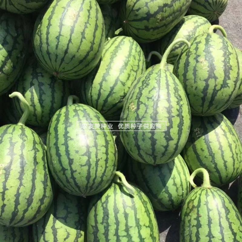 卡其早春红玉西瓜种子坐瓜整齐质细无渣口感好杂交礼品西瓜