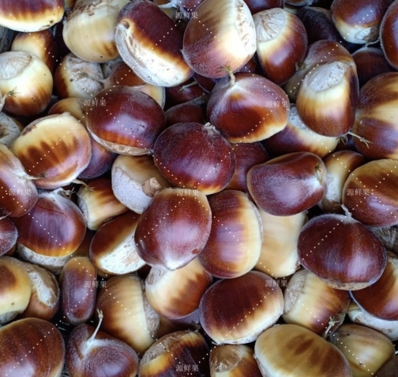板栗仔（花皮鲜货）生吃爽脆甜口，熟食软糯香甜粉而不腻