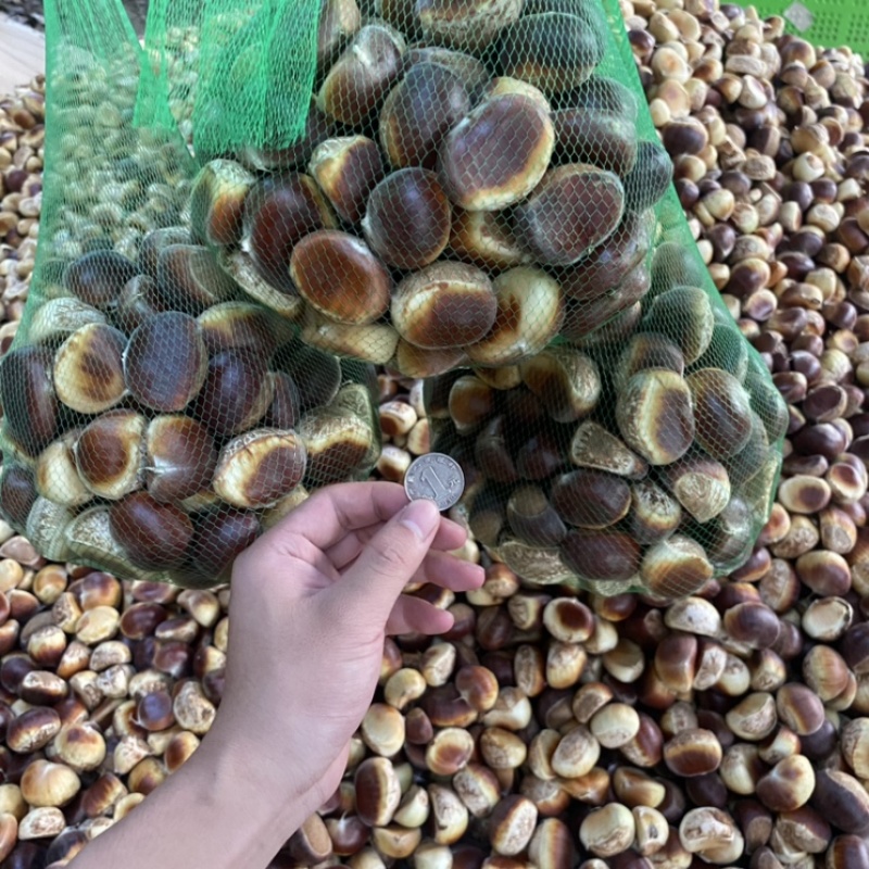 板栗仔（花皮鲜货）生吃爽脆甜口，熟食软糯香甜粉而不腻