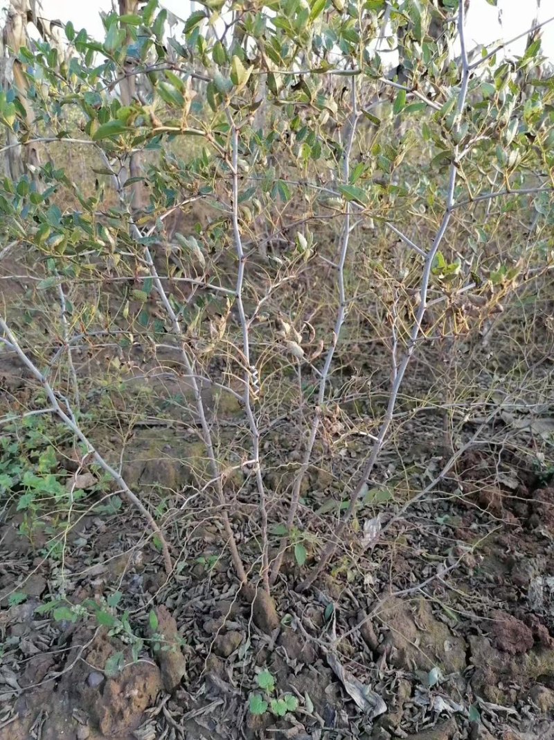 酸枣苗，双仁酸枣种植技巧和技术晋酸3号，裸跟苗