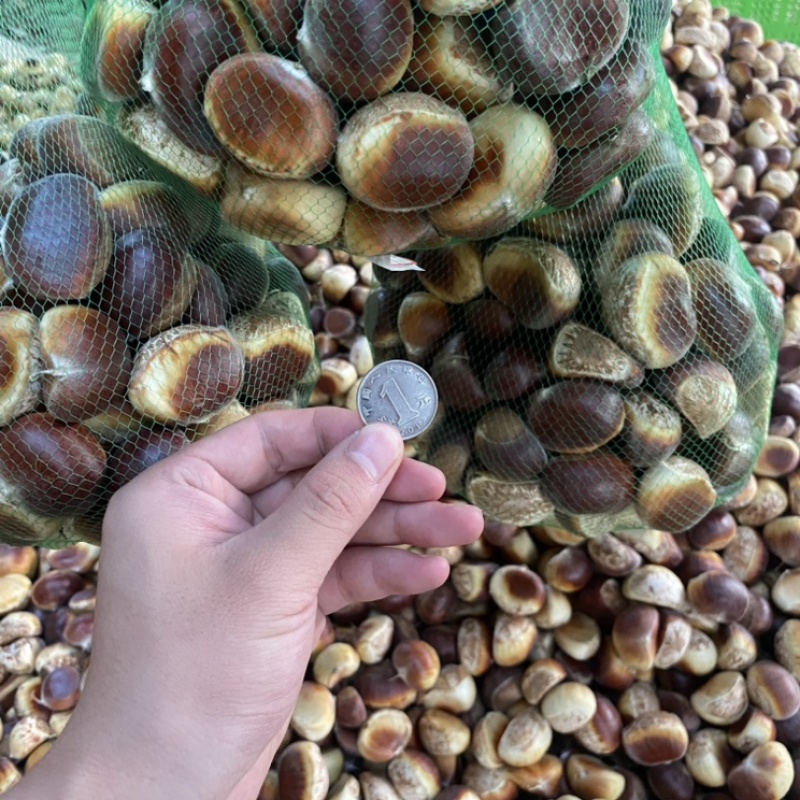 花皮新鲜板栗，皮薄果大，色泽金黄，无污染无残留