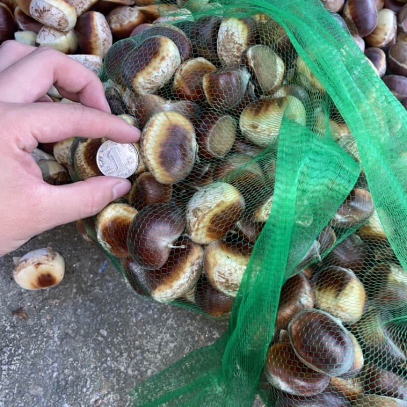 花皮新鲜板栗，皮薄果大，色泽金黄，无污染无残留