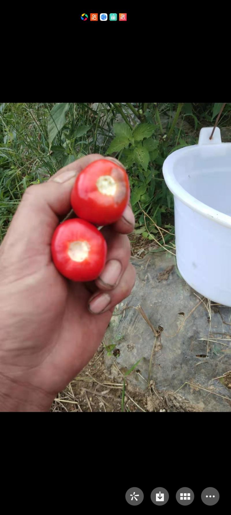 草莓椒