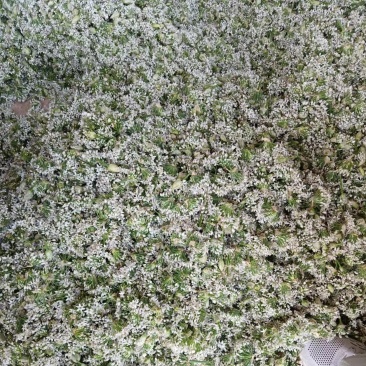 精品韭花