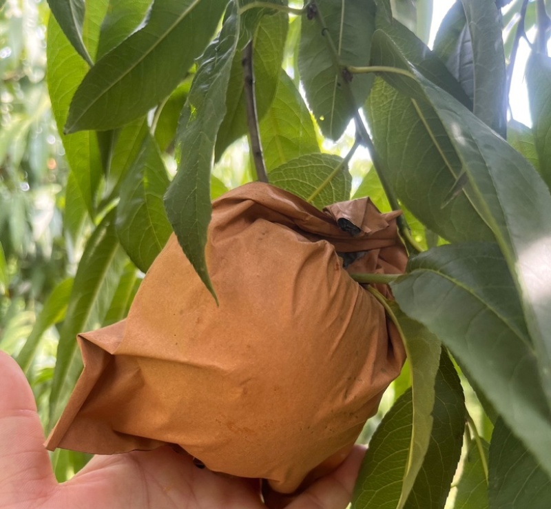 黄金蜜桃我们有五百多亩均可上市有需要的联系我