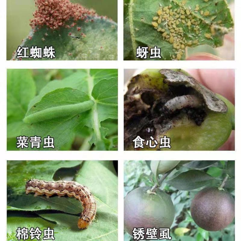 10%阿维菌素杀虫剂水稻果树蔬菜卷叶螟红蜘蛛根结线虫梨木