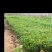 自家基地，有各种规格，品种的小苗袋和盆景苗，20多个品种