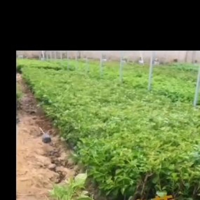 自家基地，有各种规格，品种的小苗袋和盆景苗，20多个品种