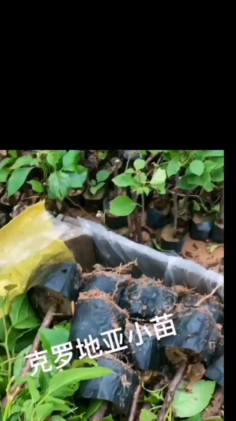 自家基地，有各种规格，品种的小苗袋和盆景苗，20多个品种