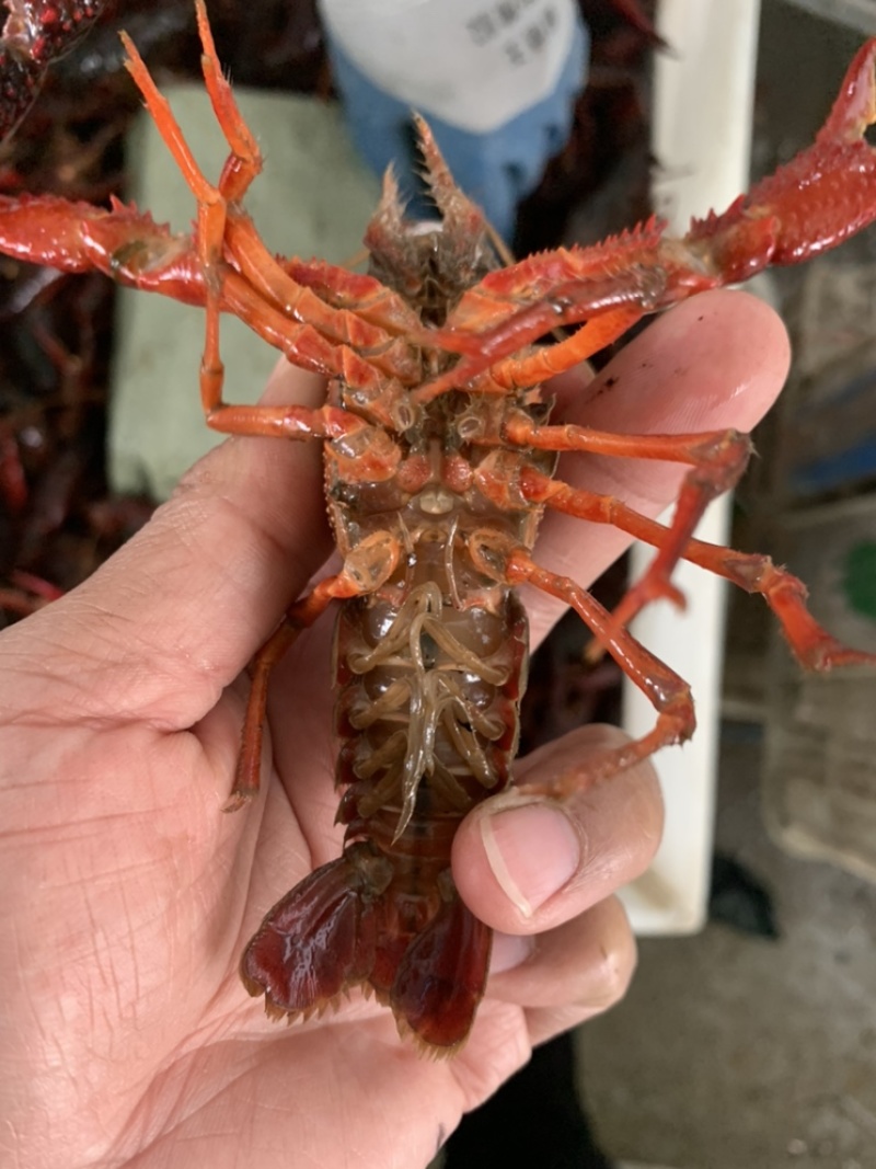 炮头小龙虾潜江清水小龙虾可对接酒店连锁虾馆