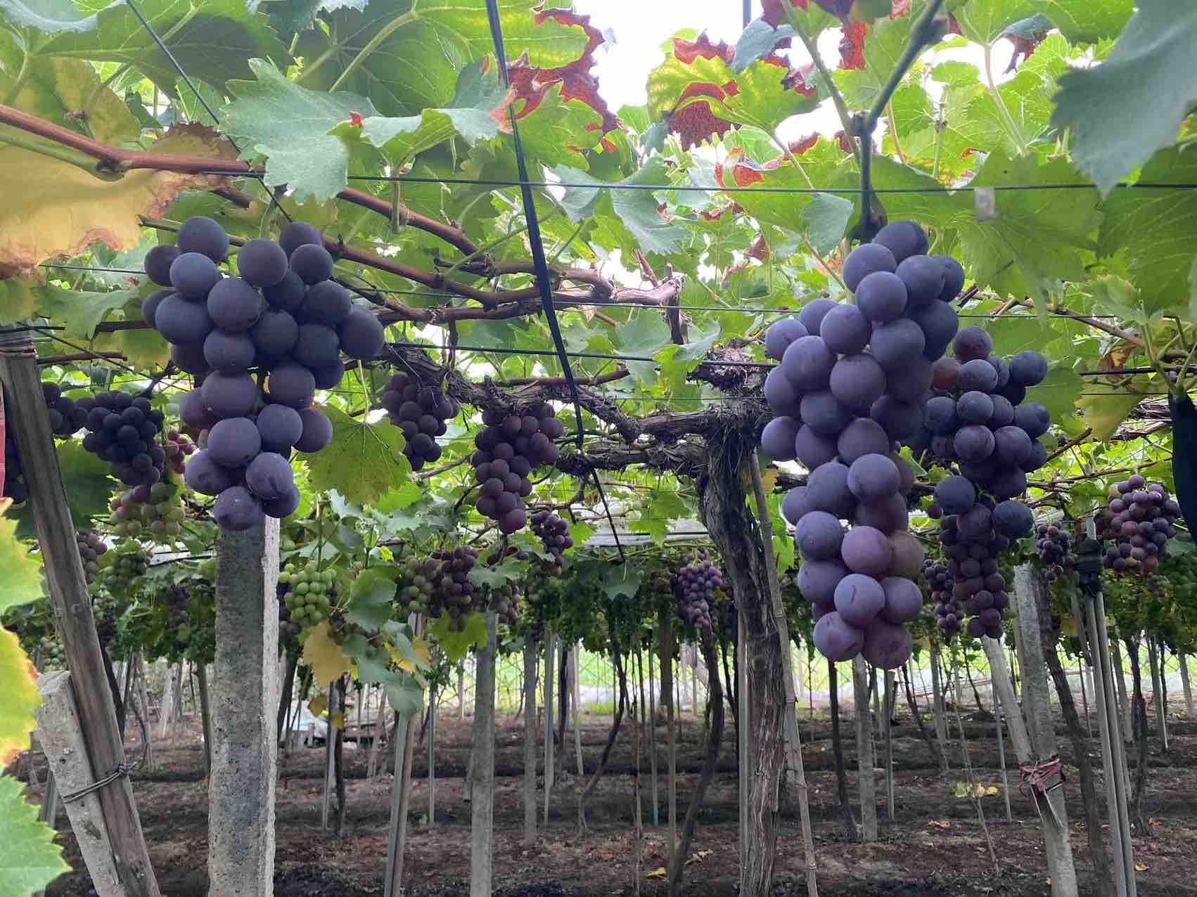 福安巨峰葡萄批发市场价格行情图