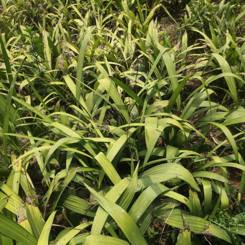 鲜白芨统货四十亩地，需要联系都是三年紫花三叉白及，