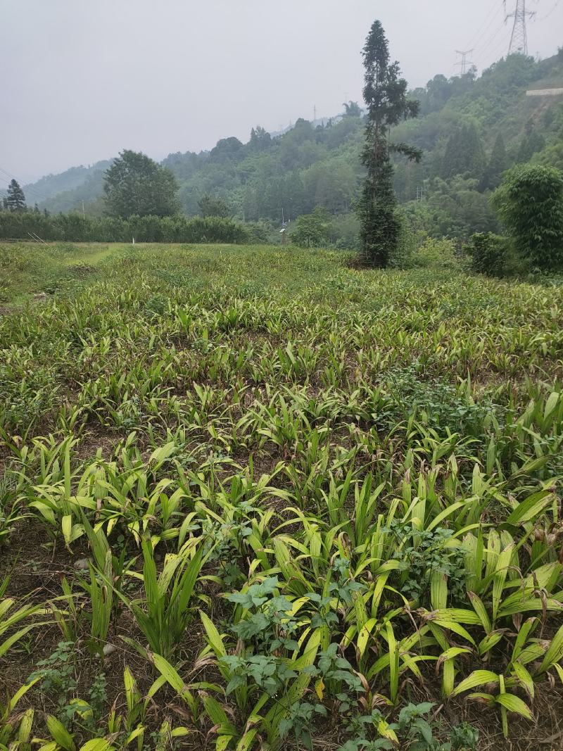 鲜白芨统货四十亩地，需要联系都是三年紫花三叉白及，