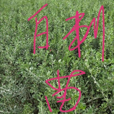 白刺苗