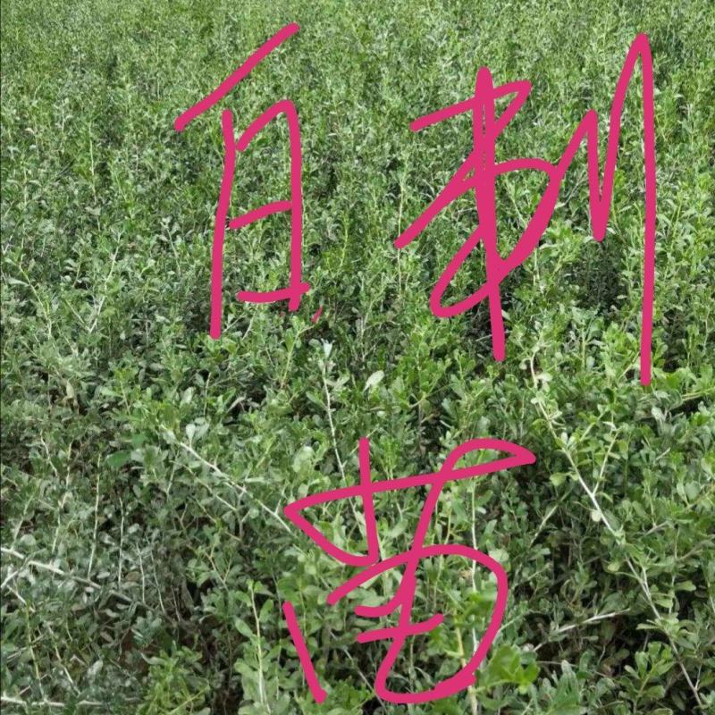 白刺苗
