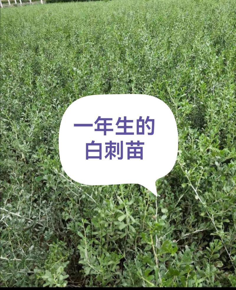 白刺苗