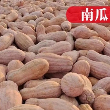金韩密本南瓜大量供应价格**质量**