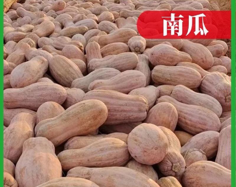 金韩密本南瓜大量供应价格**质量**