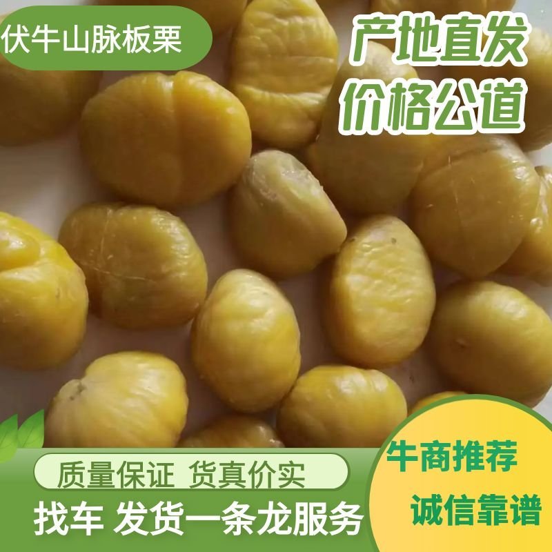 河南省伏牛山脉的板栗产地直供货好价格公道诚信经营